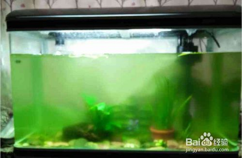 魚缸水全換掉多久可以放魚