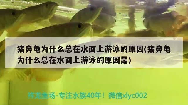 龍魚(yú)萬(wàn)能藥vs祥龍魚(yú)場(chǎng)：龍魚(yú)萬(wàn)能藥與祥龍魚(yú)場(chǎng)之間的競(jìng)爭(zhēng)關(guān)系
