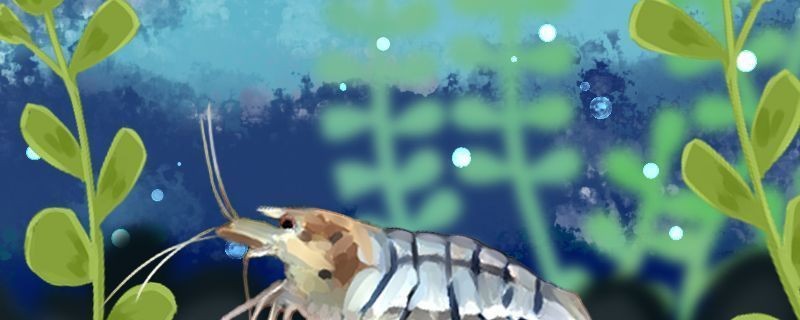 龍魚(yú)萬(wàn)能藥vs祥龍魚(yú)場(chǎng)：龍魚(yú)萬(wàn)能藥與祥龍魚(yú)場(chǎng)之間的競(jìng)爭(zhēng)關(guān)系