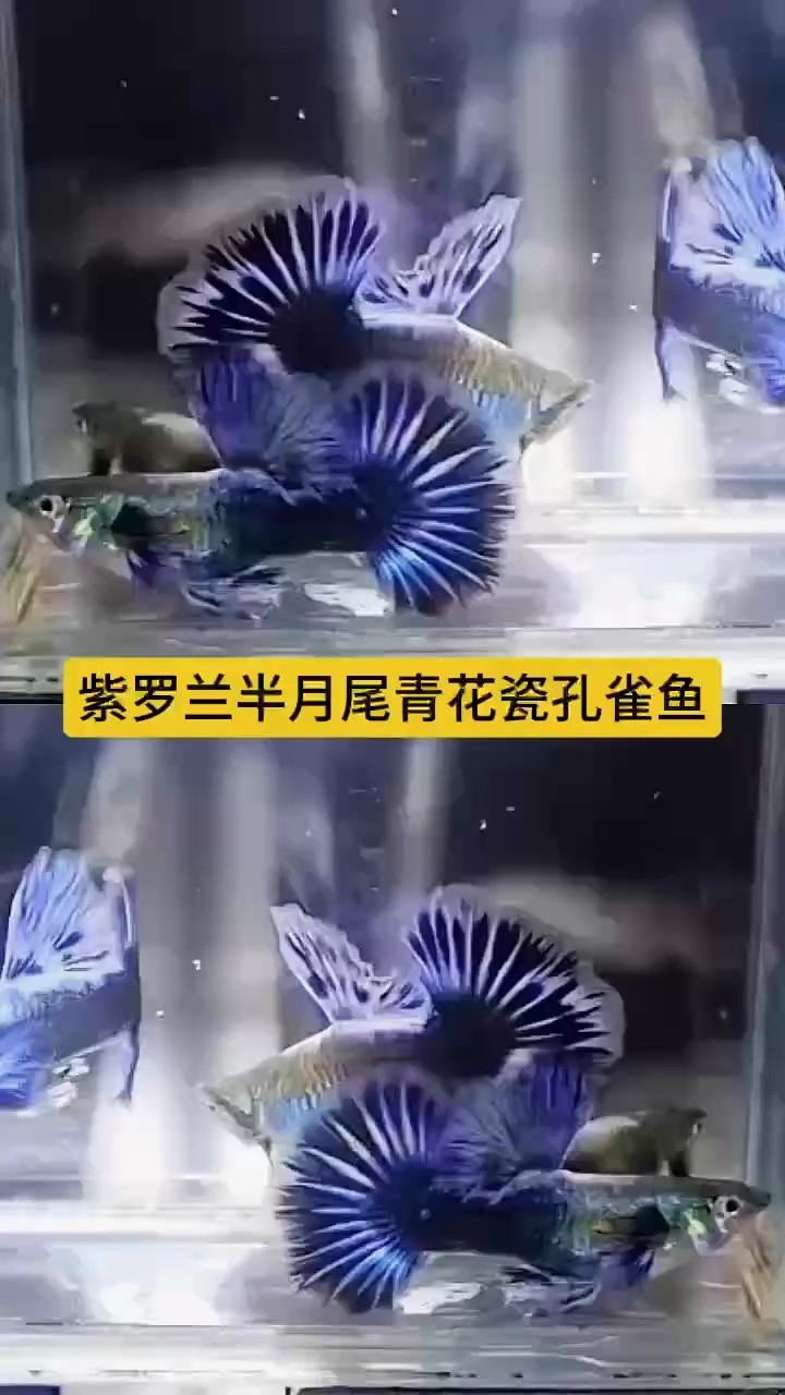 紫羅蘭孔雀魚