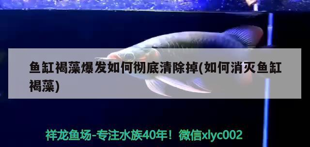 魚缸褐藻爆發如何徹底清除掉(如何消滅魚缸褐藻)