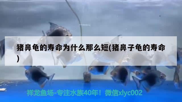 豬鼻龜?shù)膲勖鼮槭裁茨敲炊?豬鼻子龜?shù)膲勖?