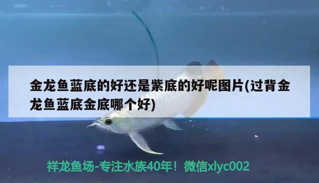 金龍魚藍底的好還是紫底的好呢圖片(過背金龍魚藍底金底哪個好) 金龍魚藍底的好還是紫底的好呢圖片(過背金龍魚藍底金底哪個好) 金龍魚百科