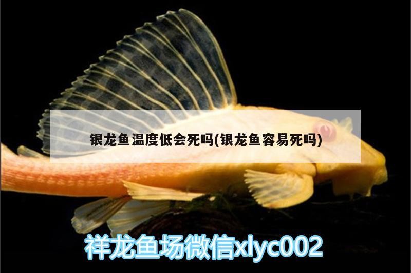 銀龍魚溫度低會死嗎(銀龍魚容易死嗎)