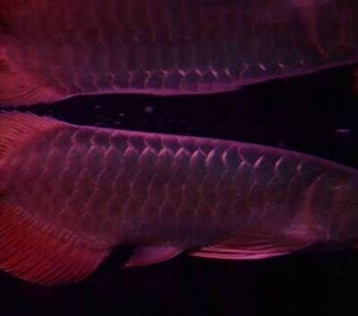 德陽(yáng)龍魚vs祥龍魚場(chǎng)（德陽(yáng)龍魚與祥龍魚場(chǎng)之間的區(qū)別）