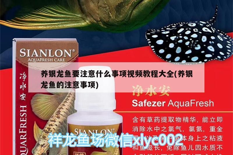 養銀龍魚要注意什么事項視頻教程大全(養銀龍魚的注意事項)