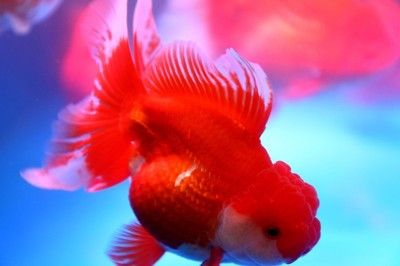 商洛水族館vs祥龍魚(yú)場(chǎng)（商洛水族館位于陜西省專(zhuān)注于水族的養(yǎng)護(hù)、管理和維護(hù)工作）