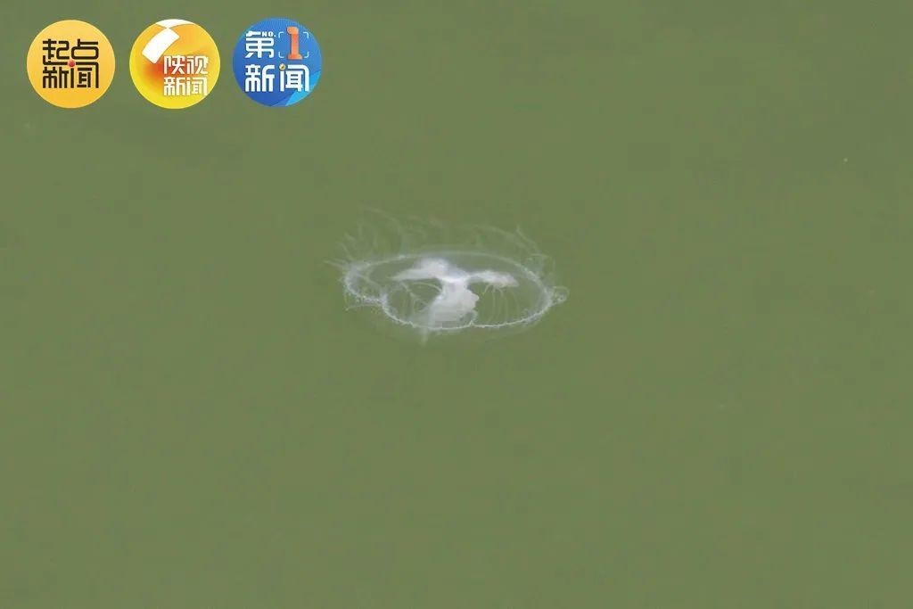 商洛水族館vs祥龍魚場（商洛水族館位于陜西省專注于水族的養(yǎng)護、管理和維護工作）