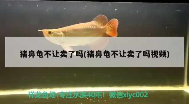 豬鼻龜不讓賣了嗎(豬鼻龜不讓賣了嗎視頻) 豬鼻龜不讓賣了嗎(豬鼻龜不讓賣了嗎視頻) 豬鼻龜百科