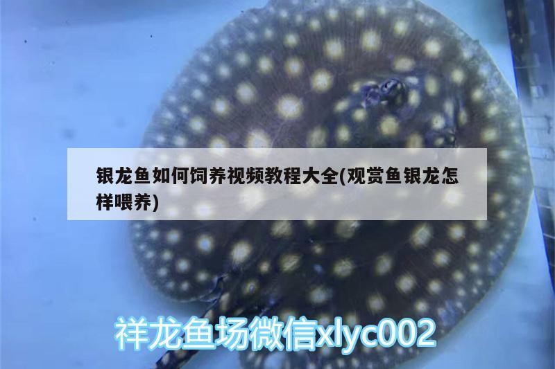 銀龍魚如何飼養視頻教程大全(觀賞魚銀龍怎樣喂養)