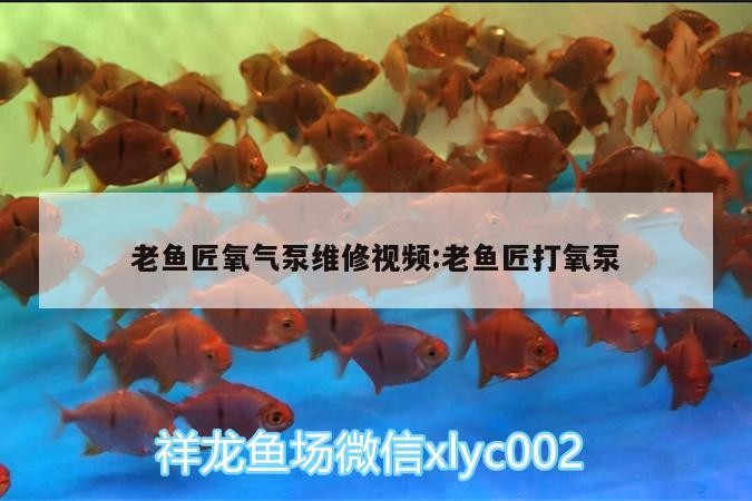 老魚匠氧氣泵維修視頻:老魚匠打氧泵 老魚匠氧氣泵維修視頻:老魚匠打氧泵 老魚匠