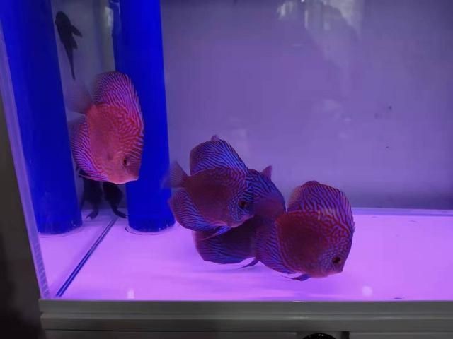 260升水的魚缸潛水泵買多大的：魚缸潛水泵怎么選？