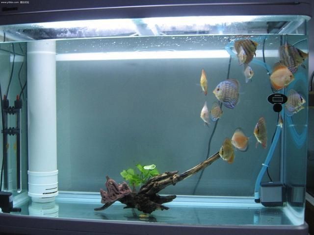 銀龍魚怎么飼養（關于銀龍魚的問題）