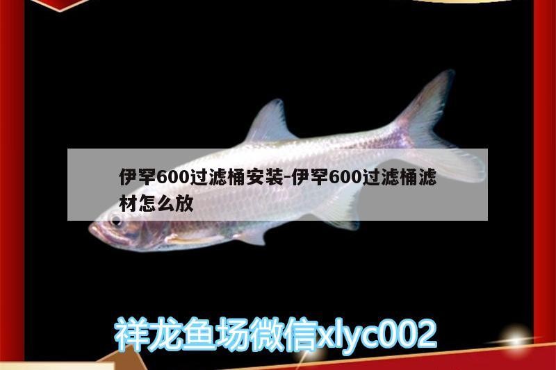 伊罕600過(guò)濾桶安裝:伊罕600過(guò)濾桶濾材怎么放