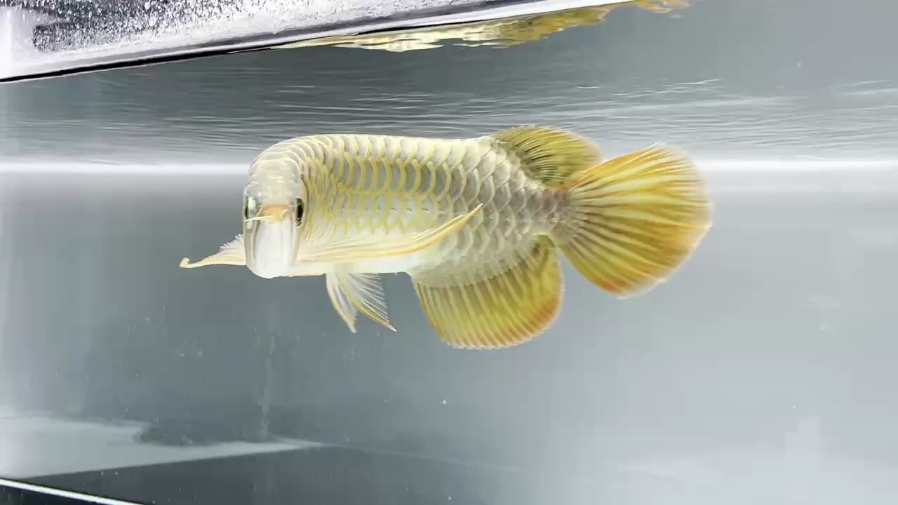 龍魚干蝦有營養嗎 紅龍半年表現 龍魚論壇 紅龍半年表現 紅龍半年表現 龍魚論壇