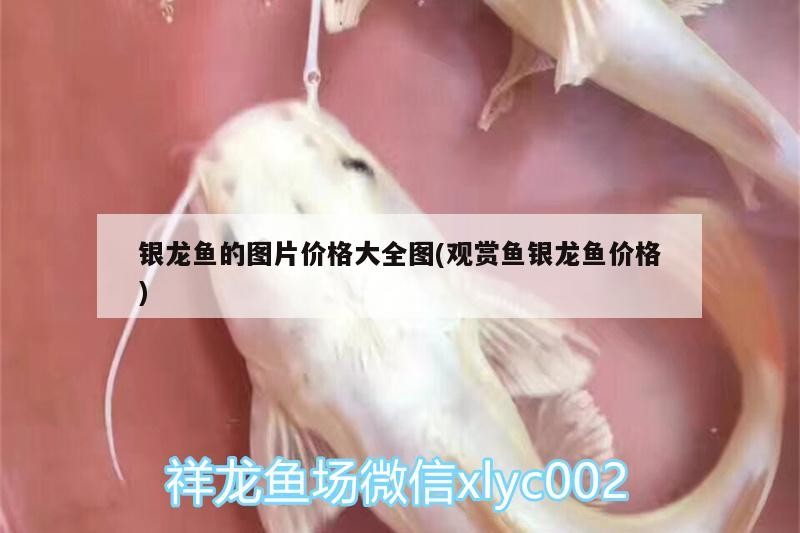 銀龍魚的圖片價格大全圖(觀賞魚銀龍魚價格) 銀龍魚的圖片價格大全圖(觀賞魚銀龍魚價格) 銀龍魚百科