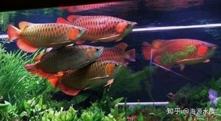 魟魚甲硝唑用量：甲硝唑在魟魚治療中的具體使用方法