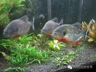 虎魚需要的溫度：虎魚的溫度需求是復(fù)雜的話題，