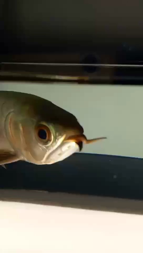 [ciya]小綠皮