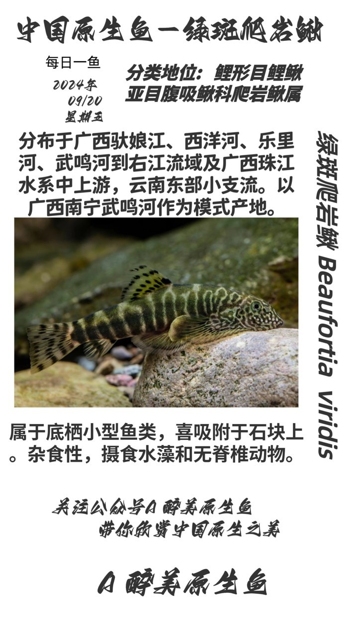 綠斑爬巖鰍