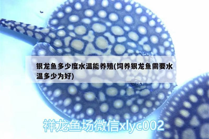 銀龍魚多少度水溫能養殖(飼養銀龍魚需要水溫多少為好) 銀龍魚多少度水溫能養殖(飼養銀龍魚需要水溫多少為好) 銀龍魚百科