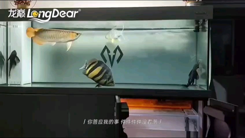 給大魚缸換水的作文:體驗給大魚缸換水的樂趣:體驗給大魚缸換水:給大魚缸換水的作文 轉發538 龍魚論壇 轉發538 轉發538 龍魚論壇