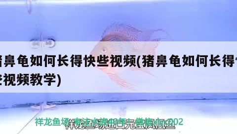 豬鼻龜如何長(zhǎng)得快些視頻(豬鼻龜如何長(zhǎng)得快些視頻教學(xué))