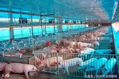 魟魚適合和什么一起養殖：魟魚可以與多種魚類混養，但需要注意水質和溫度的控制