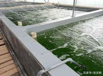魟魚適合和什么一起養殖：魟魚可以與多種魚類混養，但需要注意水質和溫度的控制