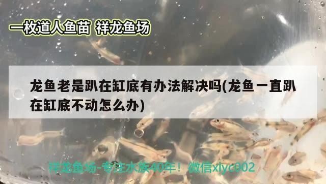 龍魚趴缸底不動怎么回事vs祥龍魚場：如何預防龍魚趴缸底 龍魚趴缸底不動怎么回事vs祥龍魚場：如何預防龍魚趴缸底 vs祥龍魚場 第2張