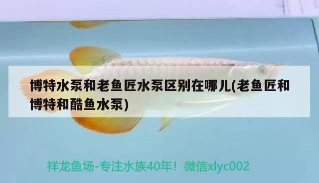 博特水泵和老魚匠水泵區(qū)別在哪兒(老魚匠和博特和酷魚水泵)