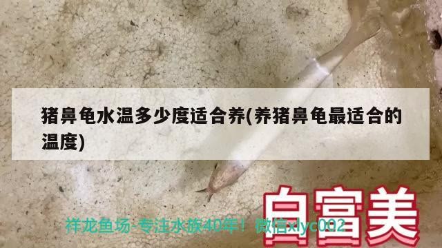 豬鼻龜水溫多少度適合養(養豬鼻龜最適合的溫度)