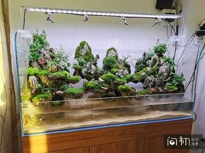 新手養魚必須要知道的幾種魚，9/15條中國的原生魚種，魚缸中的魚缸養護，適合養護