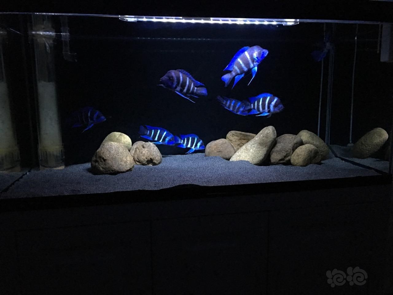 1米6魚缸養(yǎng)15條薩伊藍：1.5x60x80規(guī)格的魚缸可以養(yǎng)15條薩伊藍 1米6魚缸養(yǎng)15條薩伊藍：1.5x60x80規(guī)格的魚缸可以養(yǎng)15條薩伊藍 魚缸百科 第1張