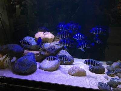 1米6魚缸養(yǎng)15條薩伊藍：1.5x60x80規(guī)格的魚缸可以養(yǎng)15條薩伊藍 1米6魚缸養(yǎng)15條薩伊藍：1.5x60x80規(guī)格的魚缸可以養(yǎng)15條薩伊藍 魚缸百科 第2張