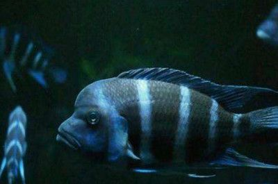 1米6魚缸養(yǎng)15條薩伊藍：1.5x60x80規(guī)格的魚缸可以養(yǎng)15條薩伊藍 1米6魚缸養(yǎng)15條薩伊藍：1.5x60x80規(guī)格的魚缸可以養(yǎng)15條薩伊藍 魚缸百科 第3張