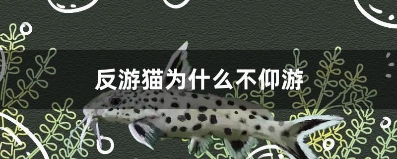 反游貓為什么不仰游