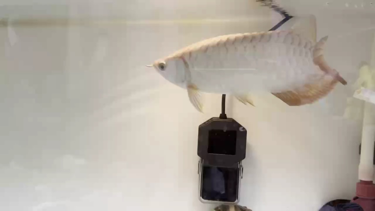 魚缸過濾器選購指南:自制魚缸過濾器魚缸上置過濾器對于養魚愛好者的必備知識 到家211天拉 龍魚論壇 到家211天拉 到家211天拉 龍魚論壇