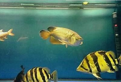虎魚體色發白是什么病：虎魚體色發白可能是由多種原因引起的，虎魚體色發白是什么病