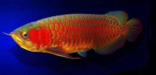 藍底紅龍魚價格：藍底紅龍魚價格受到多種因素影響，藍底紅龍魚價格詳細信息