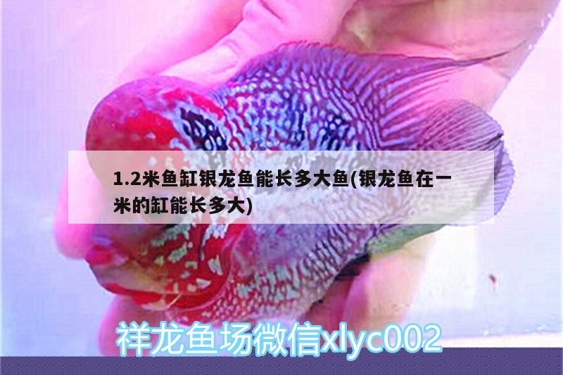 1.2米魚(yú)缸銀龍魚(yú)能長(zhǎng)多大魚(yú)(銀龍魚(yú)在一米的缸能長(zhǎng)多大)