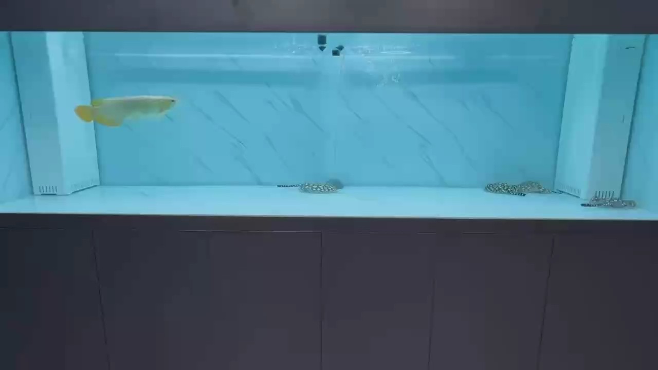 四只魟魚好玩，悠悠蕩蕩。[呲牙][呲牙] 四只魟魚好玩，悠悠蕩蕩。[呲牙][呲牙] 龍魚論壇
