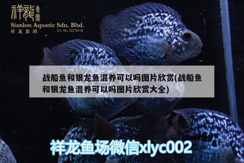 戰船魚和銀龍魚混養可以嗎圖片欣賞(戰船魚和銀龍魚混養可以嗎圖片欣賞大全) 戰船魚和銀龍魚混養可以嗎圖片欣賞(戰船魚和銀龍魚混養可以嗎圖片欣賞大全) 銀龍魚百科