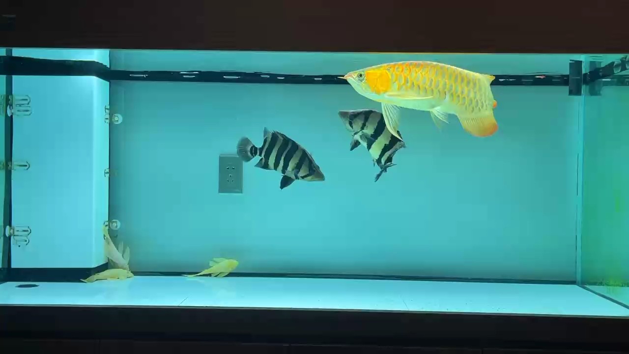 十五個月 十五個月 龍魚論壇