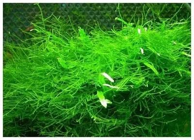 肥嘟嘟可愛呆萌的魚：肥嘟嘟可愛呆萌的魚叫什么名字