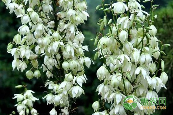 扉靜代表什么動(dòng)物：扉靜代表什么動(dòng)物?