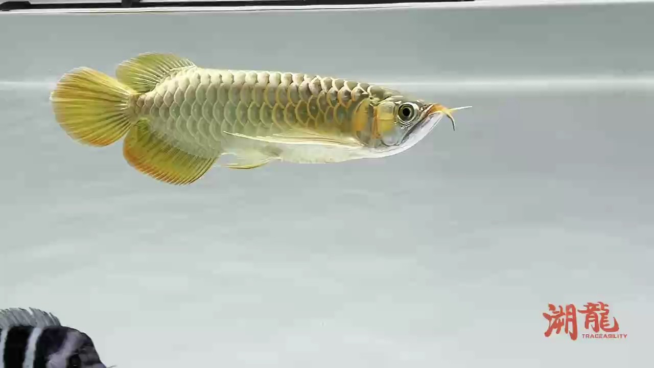 紅龍回國3個月記錄 紅龍回國3個月記錄 龍魚論壇