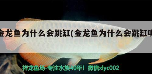鳳凰魚水溫多少合適(龍鳳魚適合多少溫度)