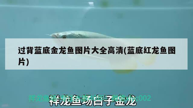 晉中市榆次區天玉水族魚缸店
