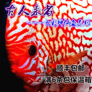 放生鯉魚的因果報(bào)應(yīng):放生鯉魚對(duì)孩子最大的報(bào)應(yīng) 龍魚百科 第1張 放生鯉魚的因果報(bào)應(yīng):放生鯉魚對(duì)孩子最大的報(bào)應(yīng) 放生鯉魚的因果報(bào)應(yīng):放生鯉魚對(duì)孩子最大的報(bào)應(yīng) 龍魚百科 第1張